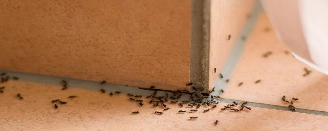 包含家里厕所有蚂蚁怎么治的词条